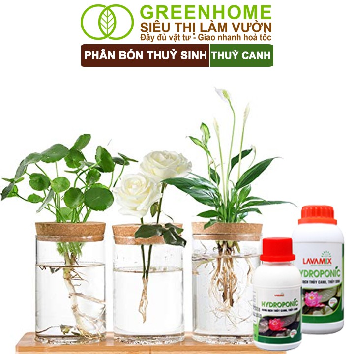 Bộ lá xanh tốt của cây trồng thủy canh