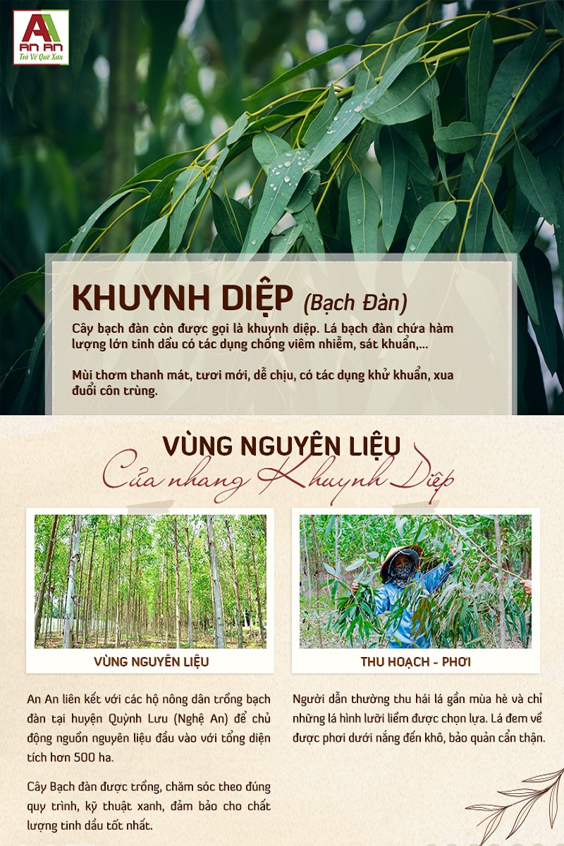 Mô tả Nhang sạch Khuynh Diệp An An 1kg 100% lá cây thiên nhiên 30 cm 40 cm giúp đuổi muỗi, thơm phòng. - 2