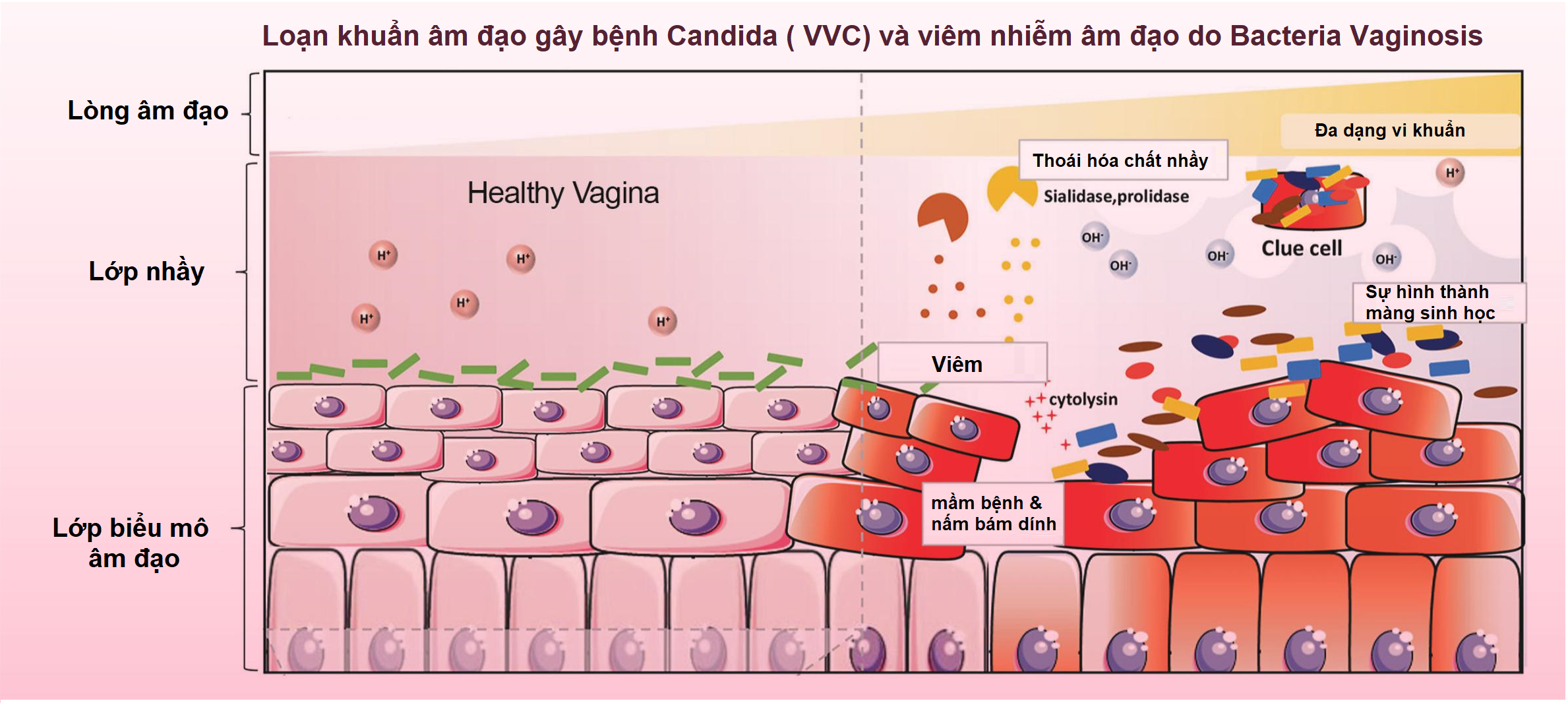 Mô tả Gel bôi âm đạo giảm nấm ngứa, sạch sâu, se khít hồng hào tự nhiên Femoxil tuýp 25g, Danpharm Israel - 5
