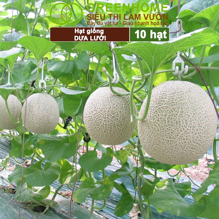 Hạt giống dưa lưới đã xử lý dễ trồng