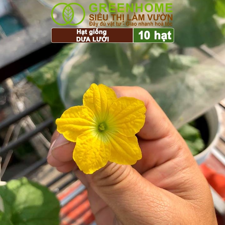 Công đoạn làm giàn cho cây dưa lưới