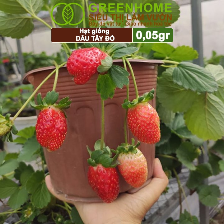 Mô tả Hạt Giống Dâu Tây Đỏ GreenHome, Gói 0,05g~80 hạt, Chịu Nhiệt, Quả To, Dễ Trồng, Năng Suất Cao T17 - 3