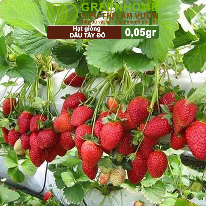Hạt giống dễ trồng