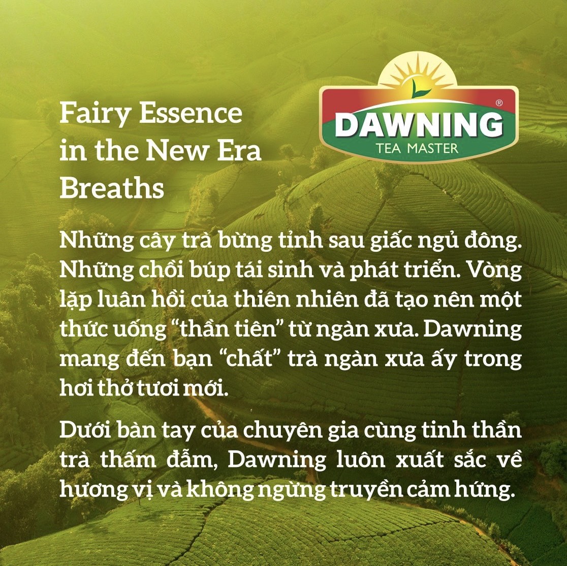 Mô tả Combo 5 hộp trà sữa trân châu DAWNING Đậm vị trà, hương thơm trà tự nhiên giúp tỉnh táo 260g - 2