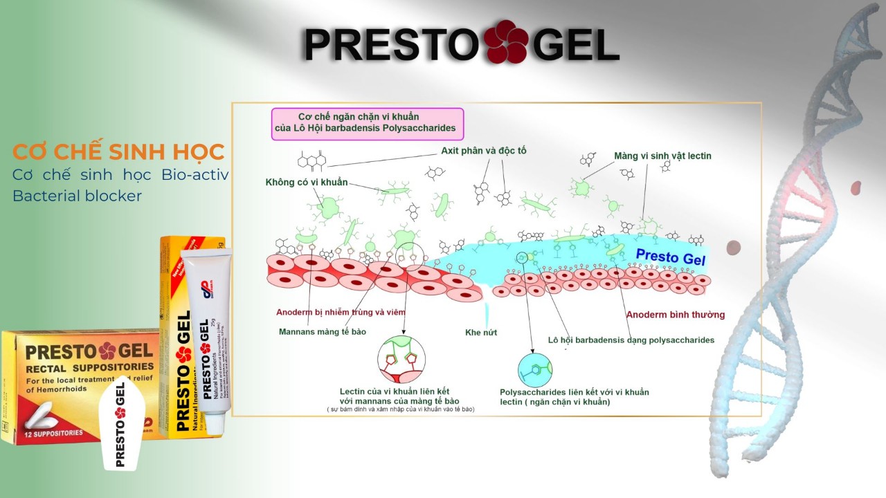 Mô tả Gel trĩ Presto gel giảm nhanh triệu chứng của trĩ, an toàn lành tính cho bà bầu, tuýp 25g, Danpharm Israel - 1