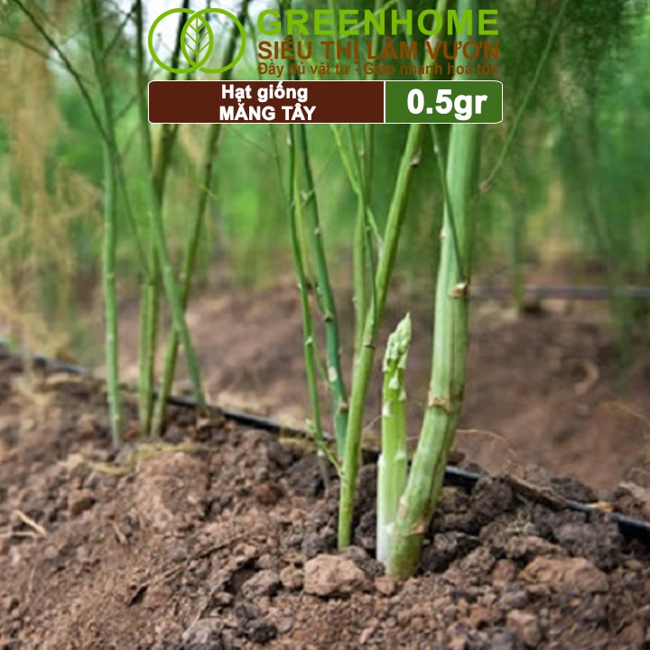 Tưới nước cho măng tây