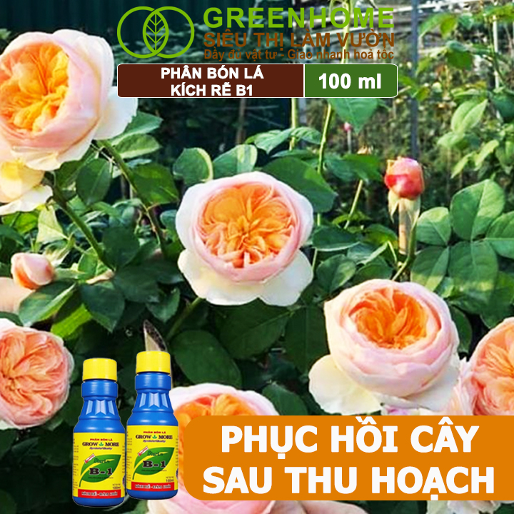 Mô tả Phân Bón Kích Rễ, Greenhome, B1, Chai 100ml, Tạo Mầm, Rễ Khoẻ, Sai Hoa, Phục Hồi Rễ Yếu, Lá Dày - 9