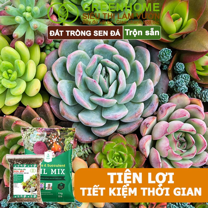Thành phần đất trồng sen đá Soil Mix