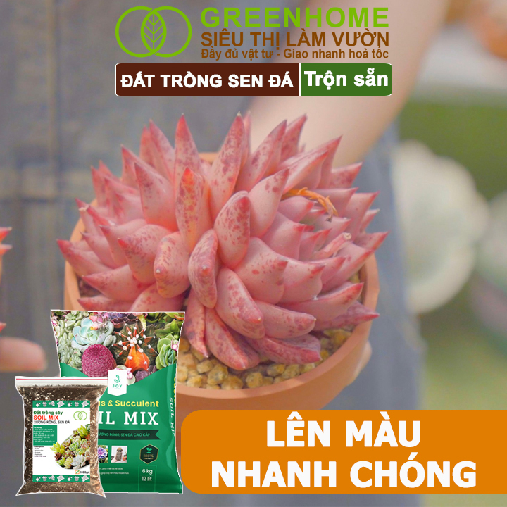 Mô tả Đất Trồng Sen Đá Greenhome, Soil Mix, Bao 500gr, Trộn Sẵn, 85% Đá Khoáng, Lên Màu, Thoát Nước Tốt - 4