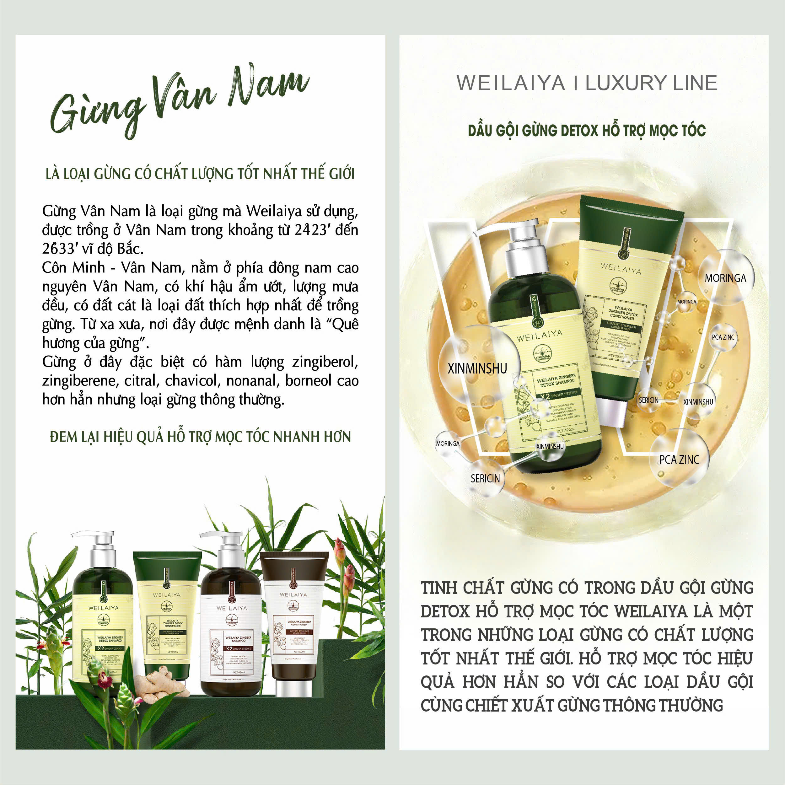 Mô tả Bộ Gội Xả Gừng Xanh Detox Hỗ Trợ Mọc Tóc & Ngăn Lão Hóa Da Đầu (Gội 420ml; Xả 200ml) - 4