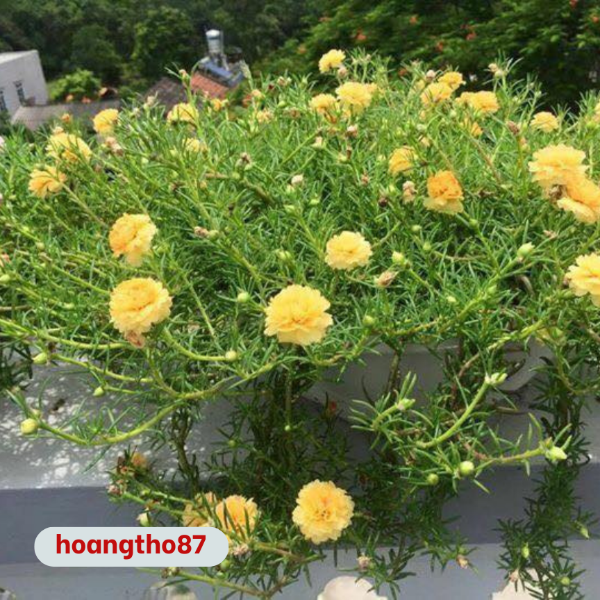 3 chậu trồng cây trồng hoa rau ban công sân thượng đặt vừa kệ giá treo ...