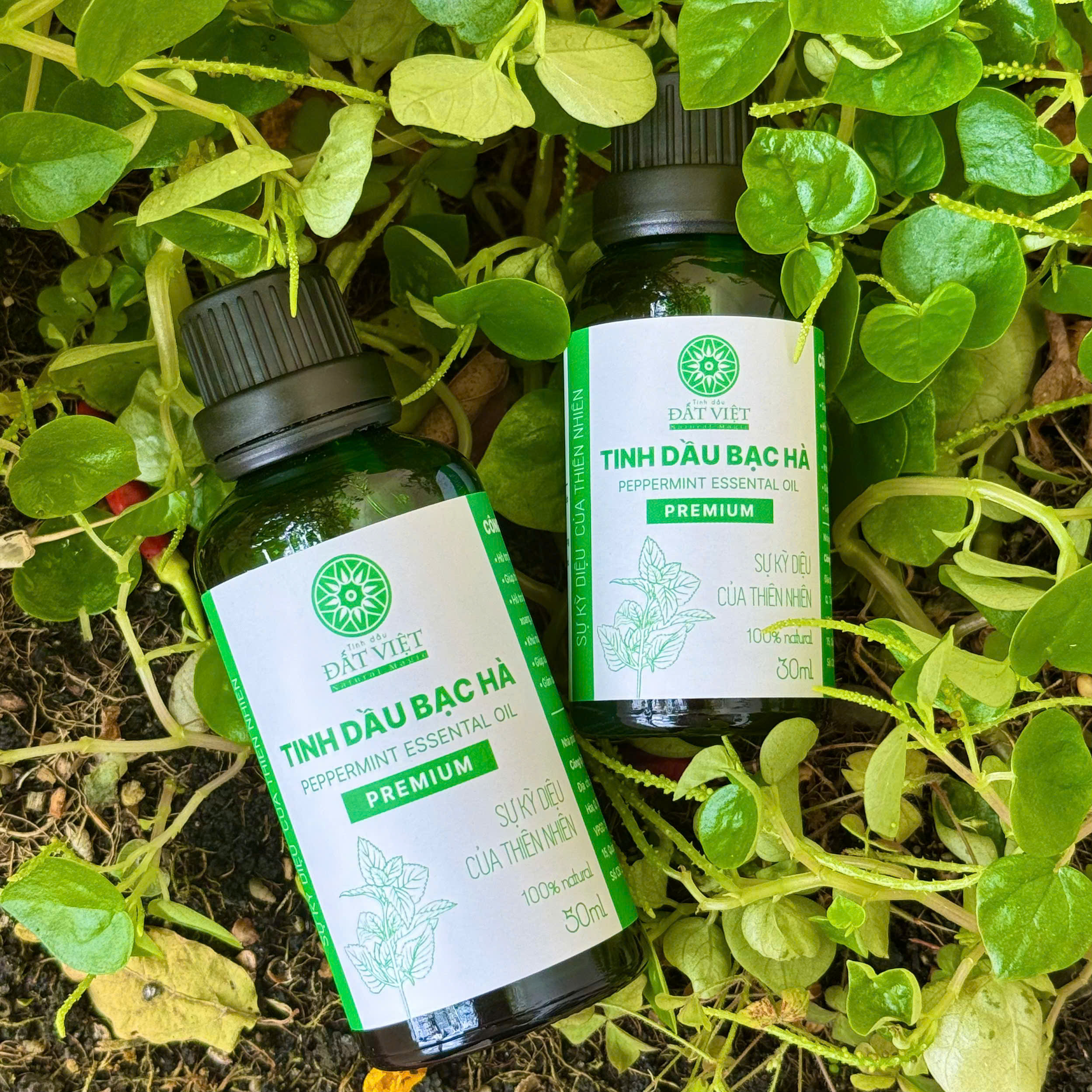 Mô tả Tinh dầu bạc hà nguyên chất Đất Việt dung tích 10ml, 30ml & 50ml, dùng xông phòng - 2
