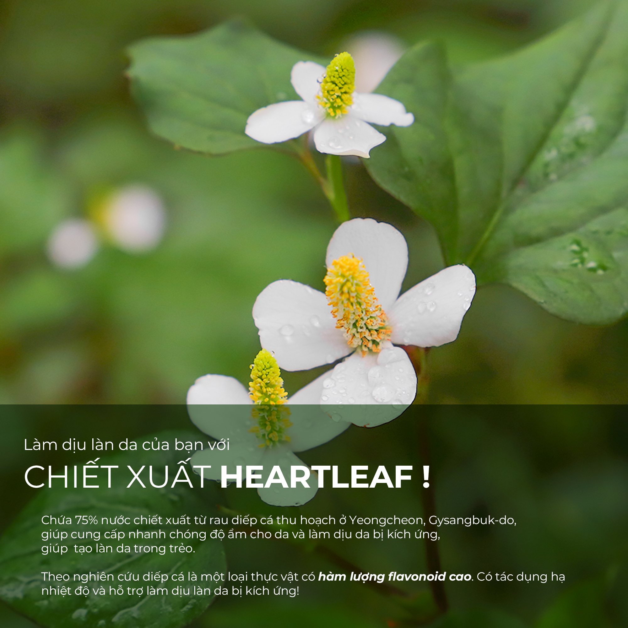 Mô tả Kem Dưỡng Làm Dịu, Phục Hồi Cho Da Nhạy Cảm Neogen Dermalogy Real Heartleaf Soothing Cream 80g - 2