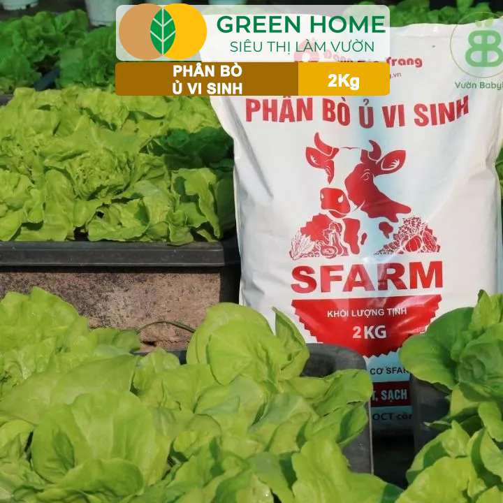 Phân bò ủ vi sinh kích rễ