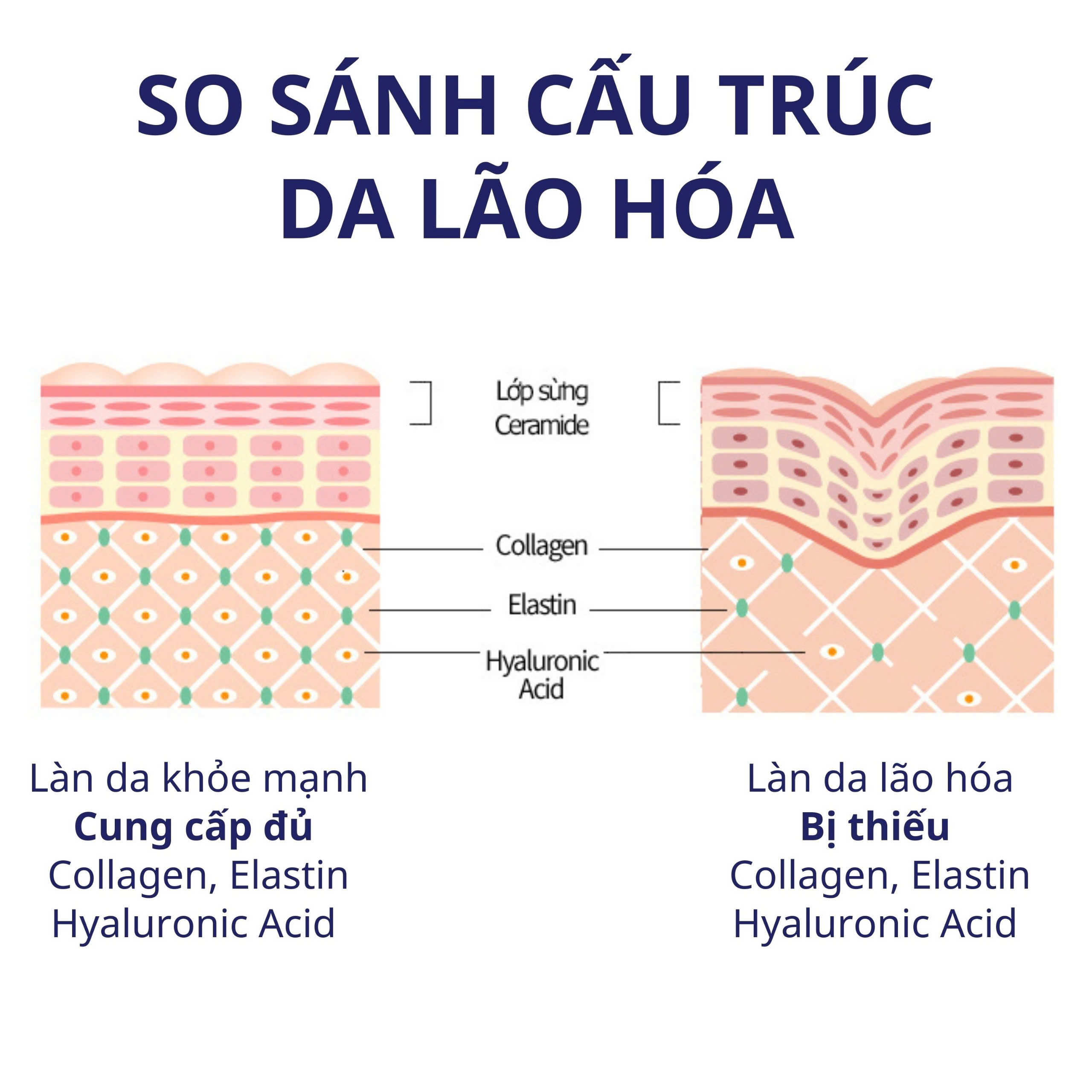 Combo 3 Thành Phần Quan Trọng Cho Da Chống Lão Hóa, Giảm Chảy Xệ, Cấp Ẩm Cho Da