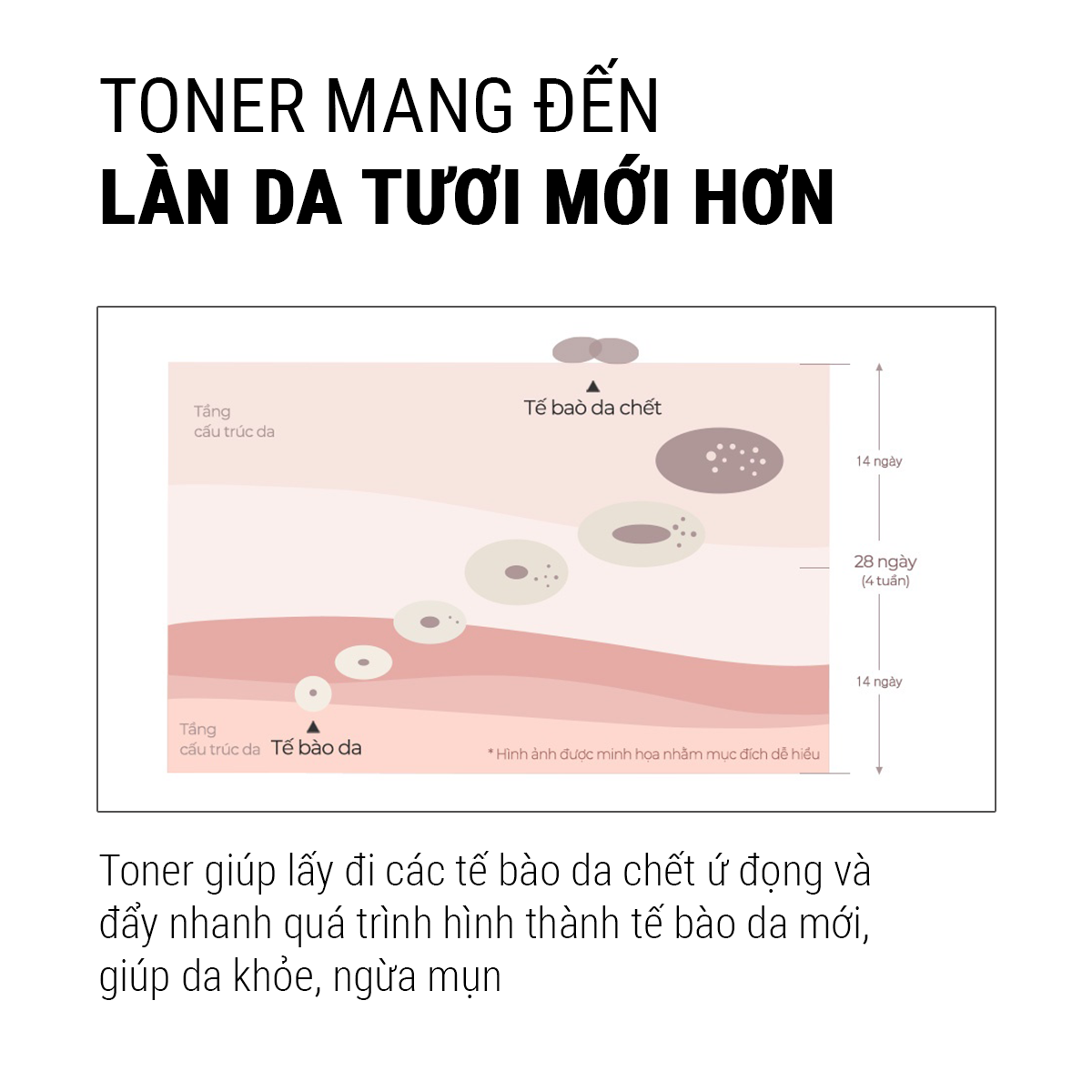 Mô tả Some By Mi Nước hoa hồng hỗ trợ làm dịu mụn AHA-BHA-PHA 30 Days Miracle Toner 150ml - 2