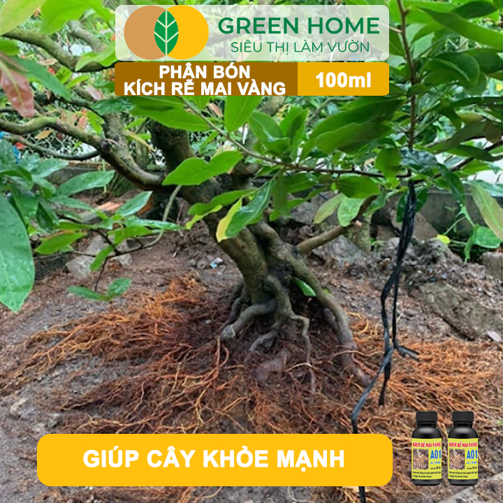 Hướng dẫn sử dụng Phân Bón Kích Rễ Mai Vàng GreenHome