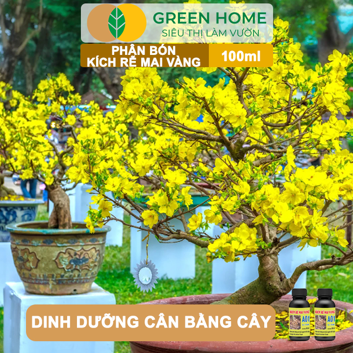 Sản phẩm Phân Bón Kích Rễ Mai Vàng GreenHome A01