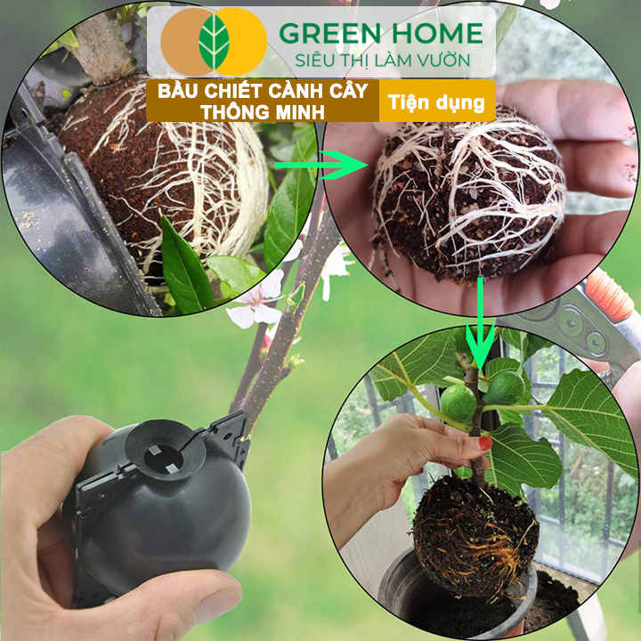 Bầu chiết cành giúp tăng năng suất cây trồng