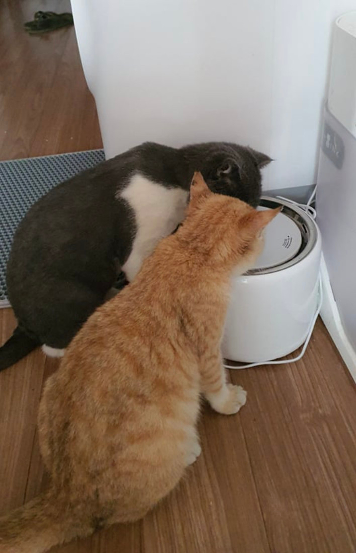 Mô tả Máy nước Eversweet 3 Petkit cho thú cưng - 2