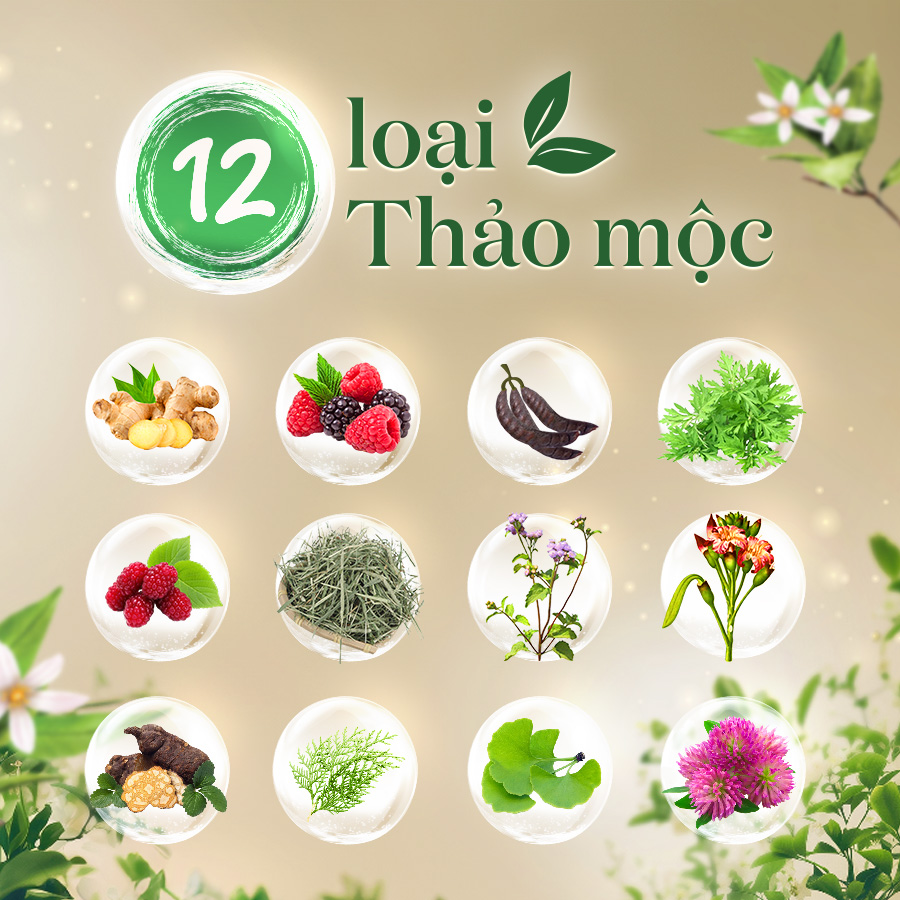 Mô tả Phiên bản mới - Combo 2 chai Dầu gội Fresh Thảo Mộc Dưỡng Sinh - Sạch gàu + Chắc khỏe 480g/chai - 2