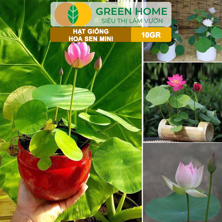 Hạt giống sen mini nhiều màu