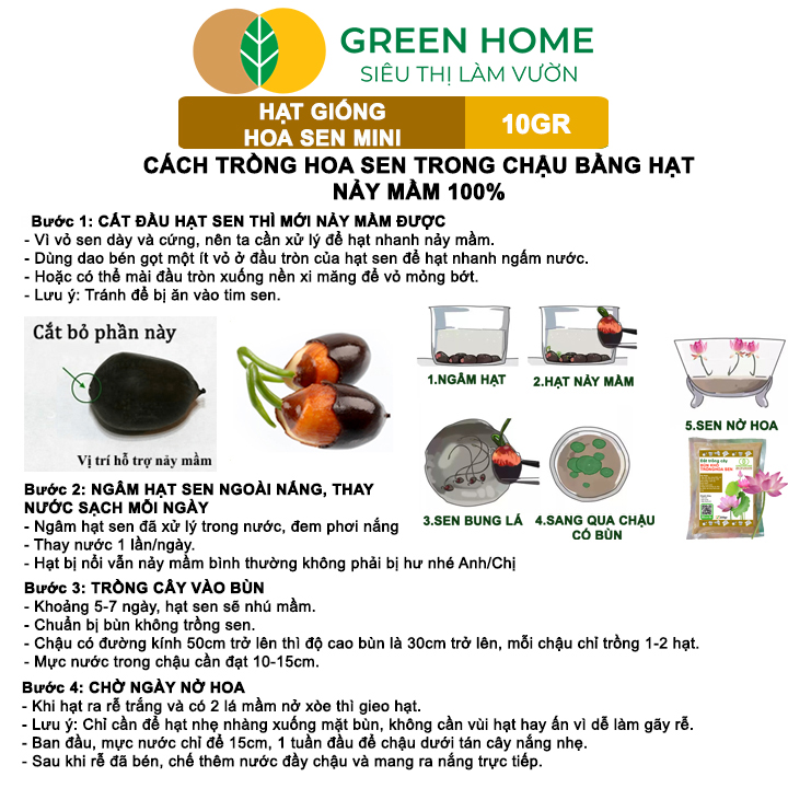 Trồng sen mini trong bát