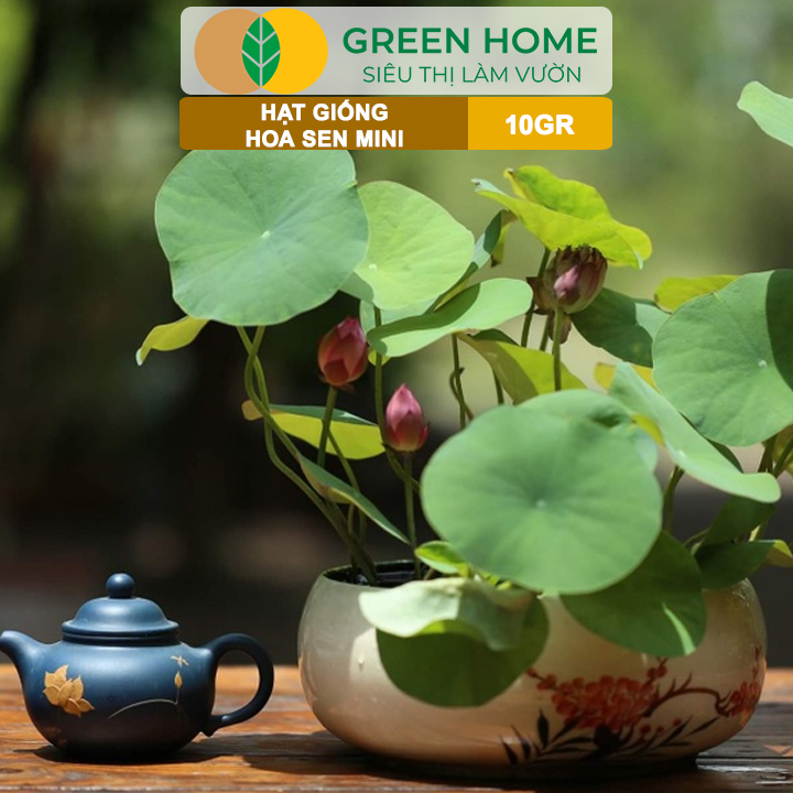 Sen mini loại sen cảnh