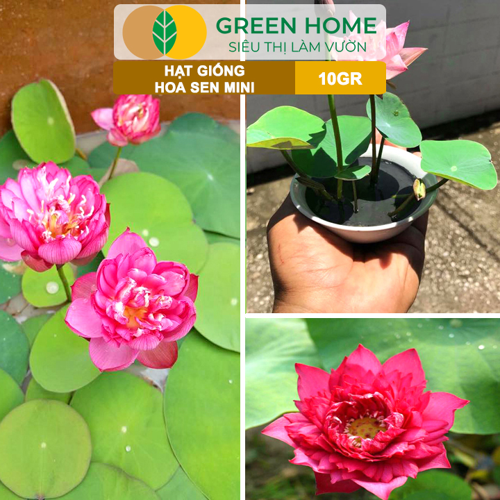 Màu sắc hoa sen mini