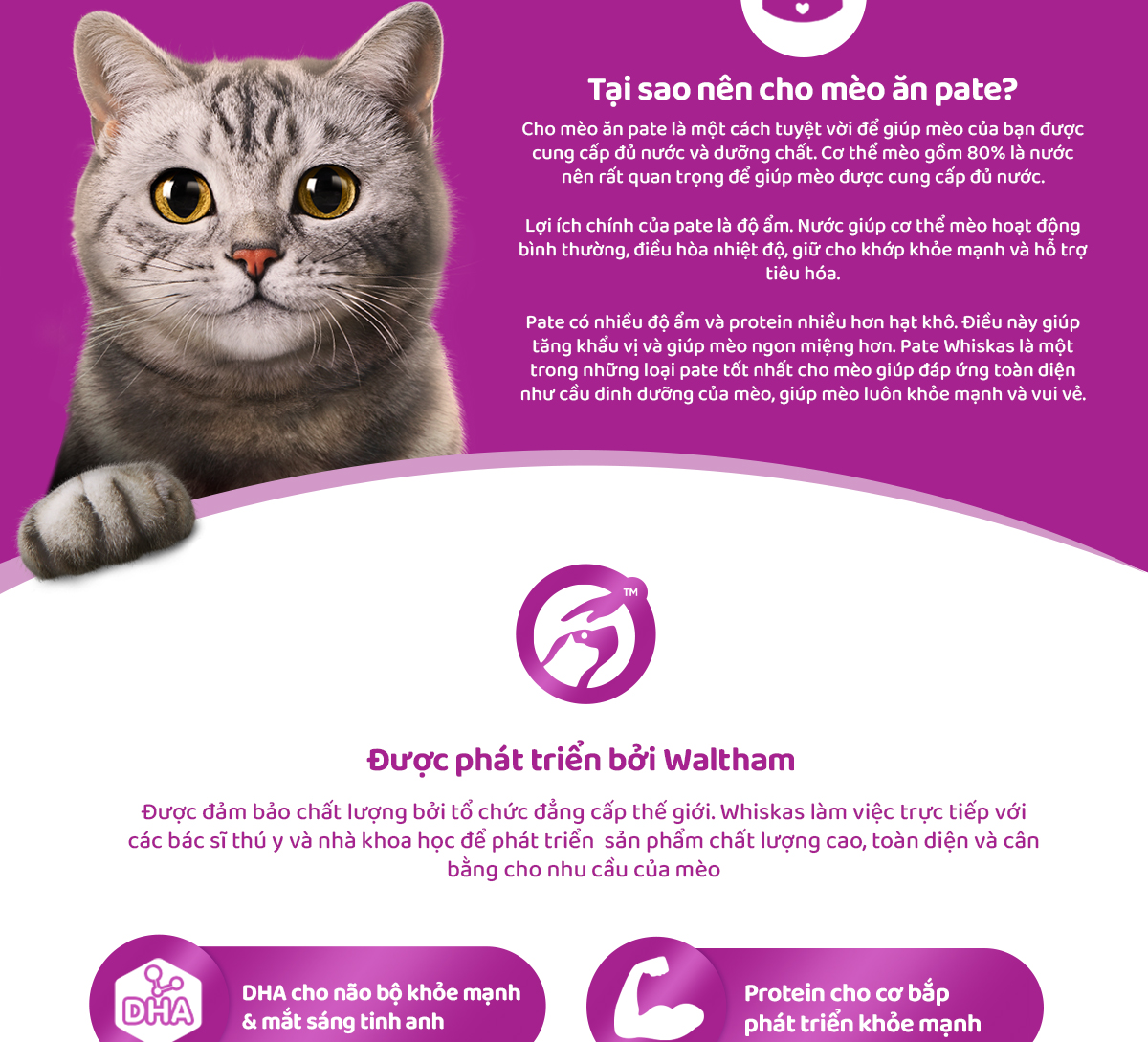 Mô tả Thức ăn cho mèo con WHISKAS Junior dạng sốt – túi 80g - 2