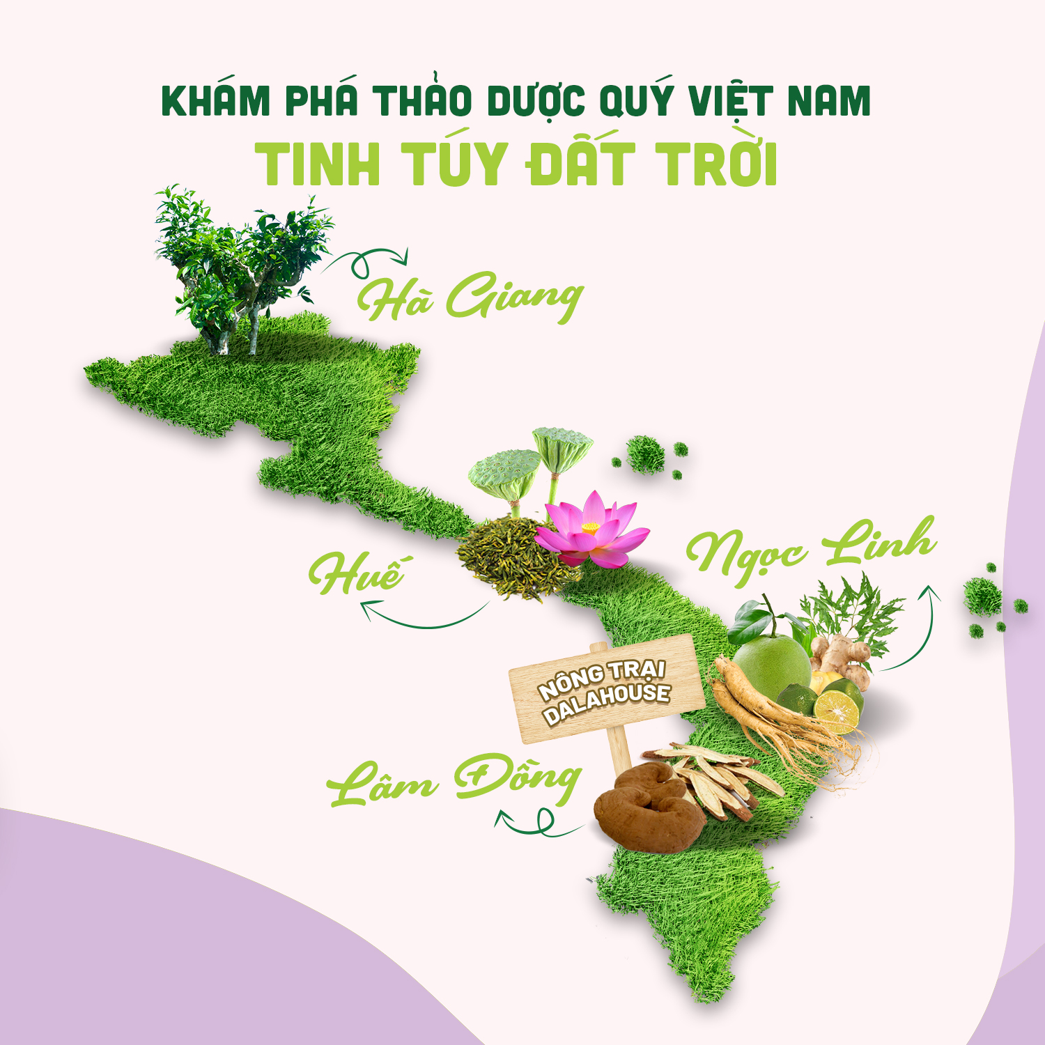Mô tả Trà detox thải độc Dalahouse hộp 20 gói x 2.5g thải độc an toàn hỗ trợ giảm cân thanh lọc - 1