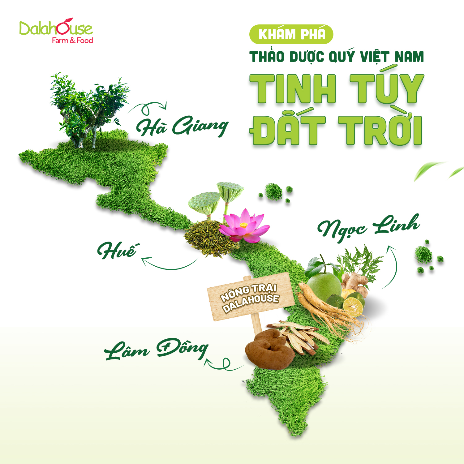 Mô tả Trà đề kháng Dalahouse hộp 20 gói x 2.5g tăng cường miễn dịch tăng sức đề kháng - 1
