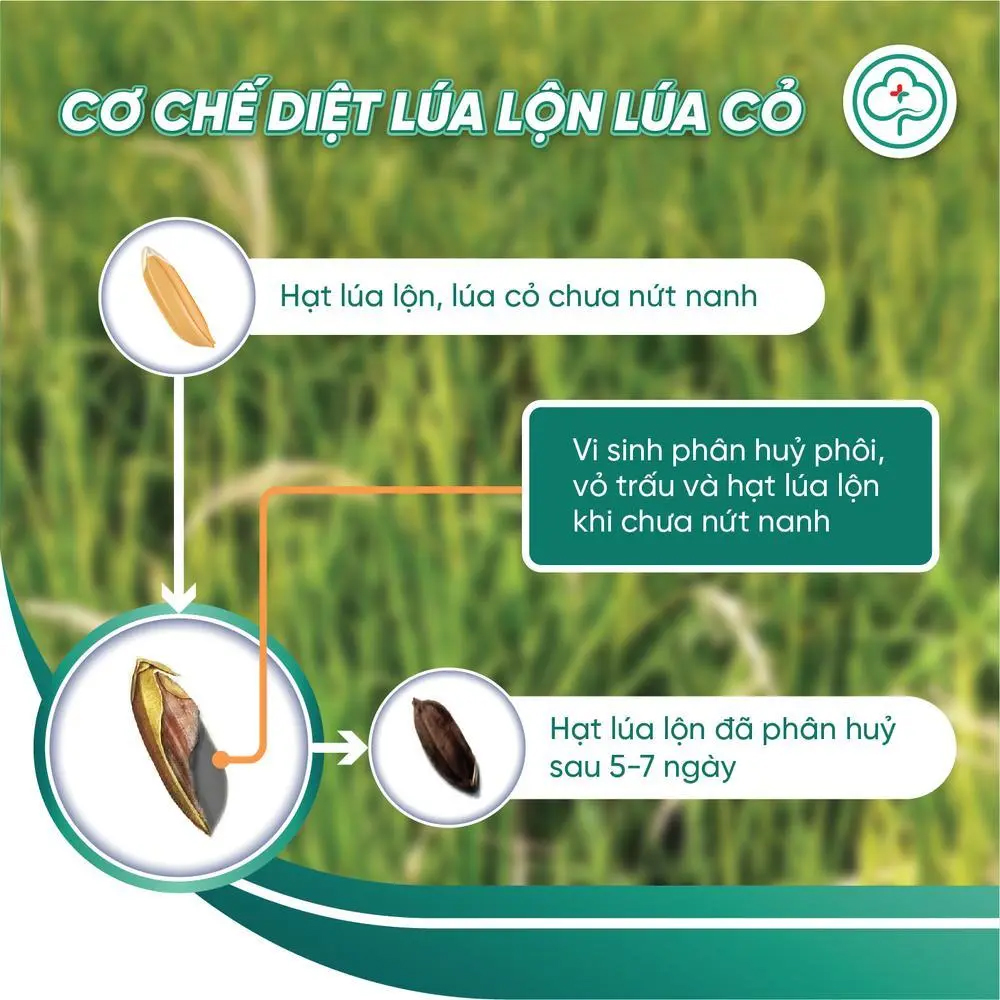 BS11 Quản Lí Lúa Lộn Lúa Cỏ Lúa Ma 500g - Chống Xì Phèn Không Ảnh Hưởng ...
