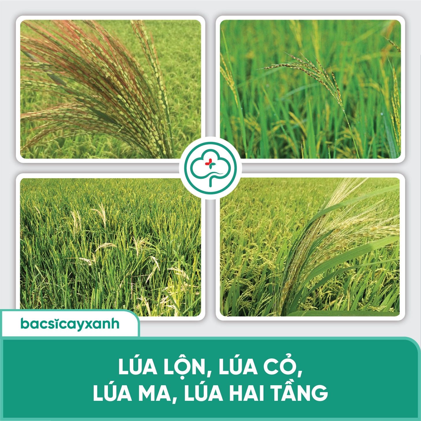 BS11 Quản Lí Lúa Lộn Lúa Cỏ Lúa Ma 500g - Chống Xì Phèn Không Ảnh Hưởng ...
