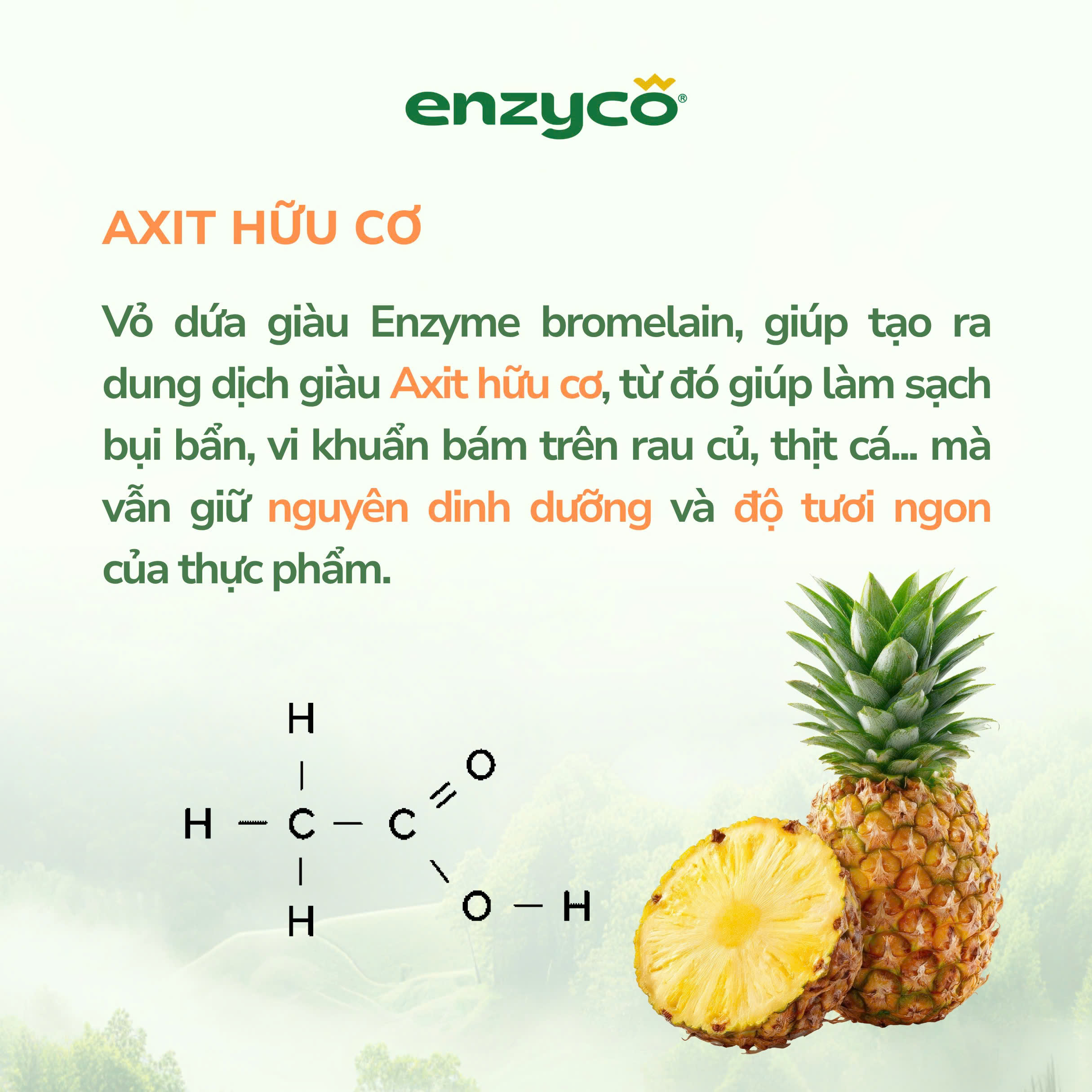Nước Ngâm Rửa Rau Quả Hữu Cơ Enzyco 1L - Diệt Khuẩn E.Coli & Tụ Cầu ...