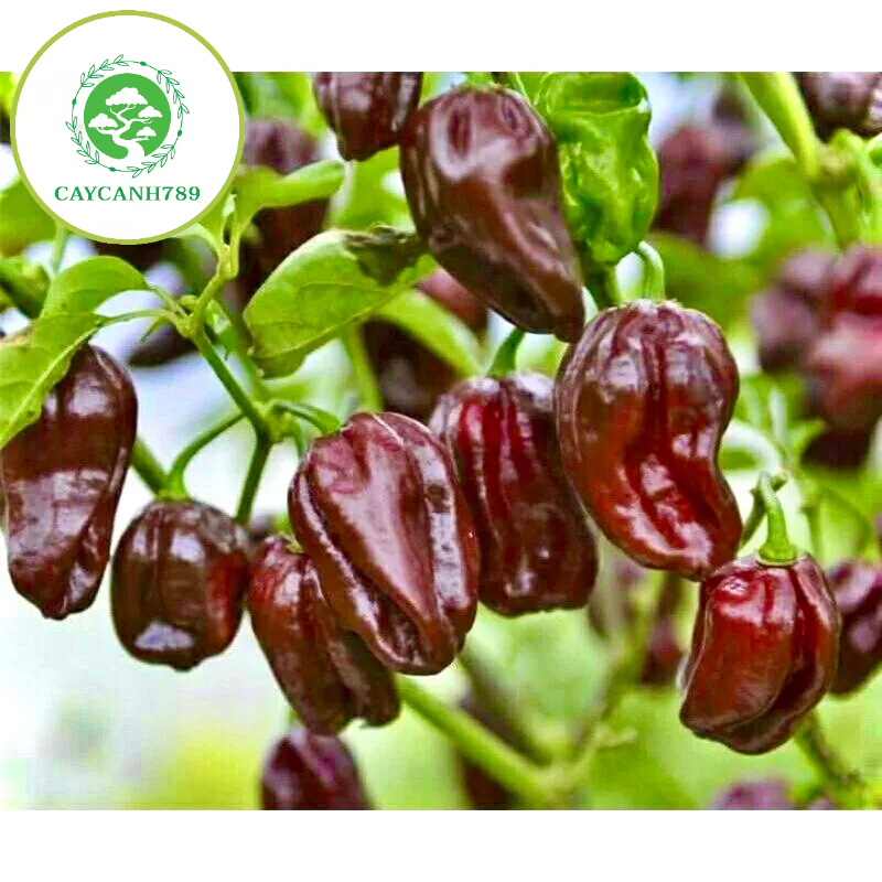 Cây ớt Habanero siêu cay cao 50cm đang quả (ảnh thật số 2) | Shopee ...