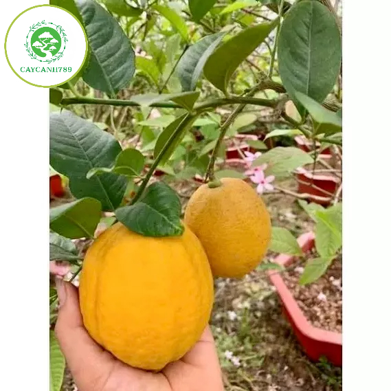 Cây chanh vàng mỹ nguyên bản cao 60cm quả to bằng năm tay sinh trưởng ...