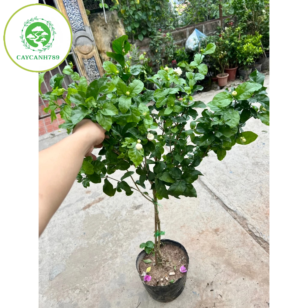 Cây nhài ba lá dáng tree 1 thân cao 1m2 | Shopee Việt Nam