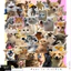 Set 100 Sticker Biểu Tượng Cảm Xúc Mèo Vui Nhộn Meme Chống Nước Dán Laptop Vali Mũ Bảo Hiểm Sổ Tay