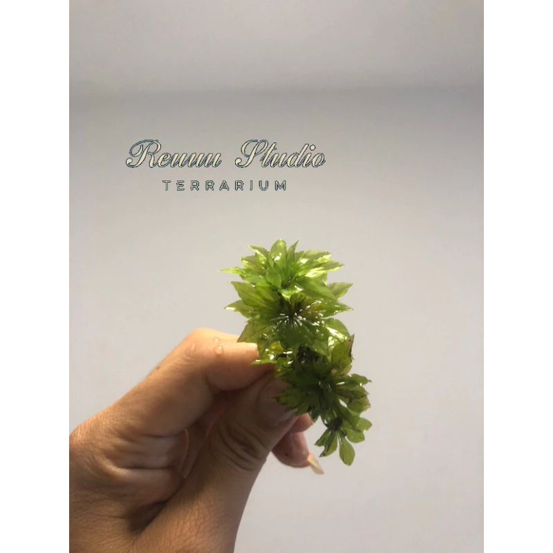 Rêu hồng đài,rose moss trang trí terrarium,cùng với tượng phật rất đẹp