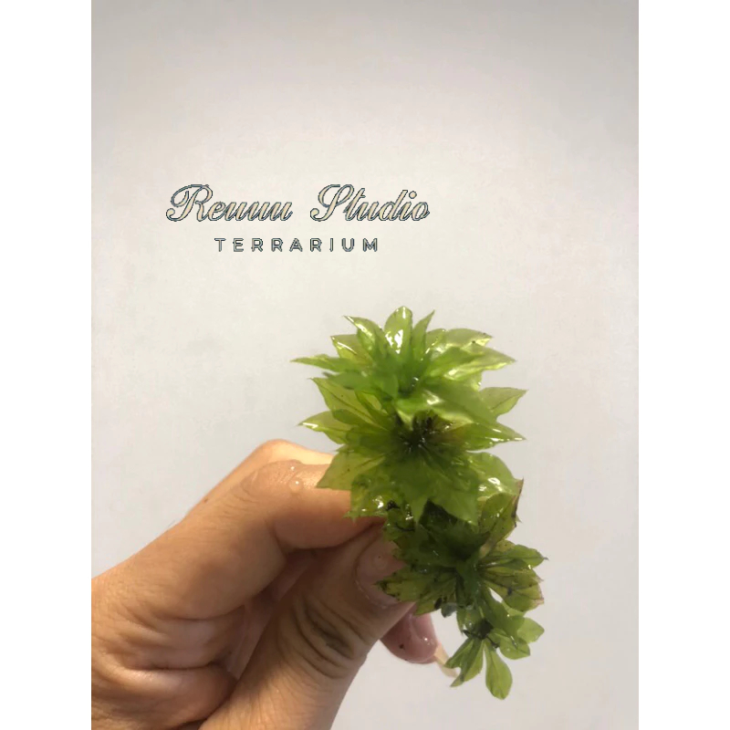 Rêu hồng đài,rose moss trang trí terrarium,cùng với tượng phật rất đẹp