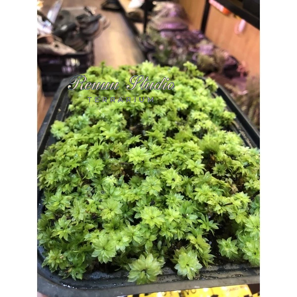 Rêu hồng đài,rose moss trang trí terrarium,cùng với tượng phật rất đẹp
