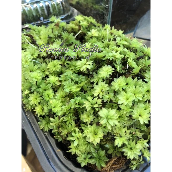 Rêu hồng đài,rose moss trang trí terrarium,cùng với tượng phật rất đẹp