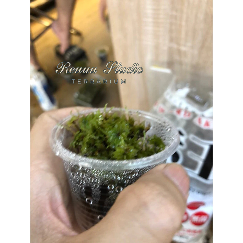 Rêu hồng đài,rose moss trang trí terrarium,cùng với tượng phật rất đẹp