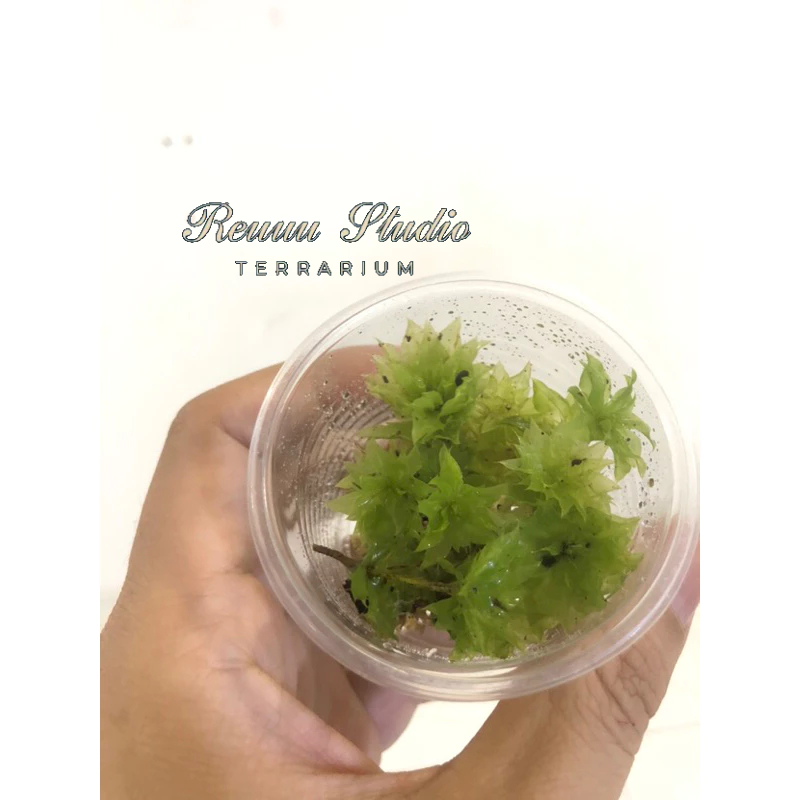 Rêu hồng đài,rose moss trang trí terrarium,cùng với tượng phật rất đẹp