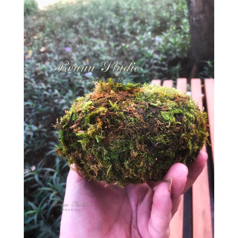Quả cầu rêu Kokedama ,moss ball phong cách chơi Bonsai Nhật Bản, decor không gian thiên nhiên nhà bạn.