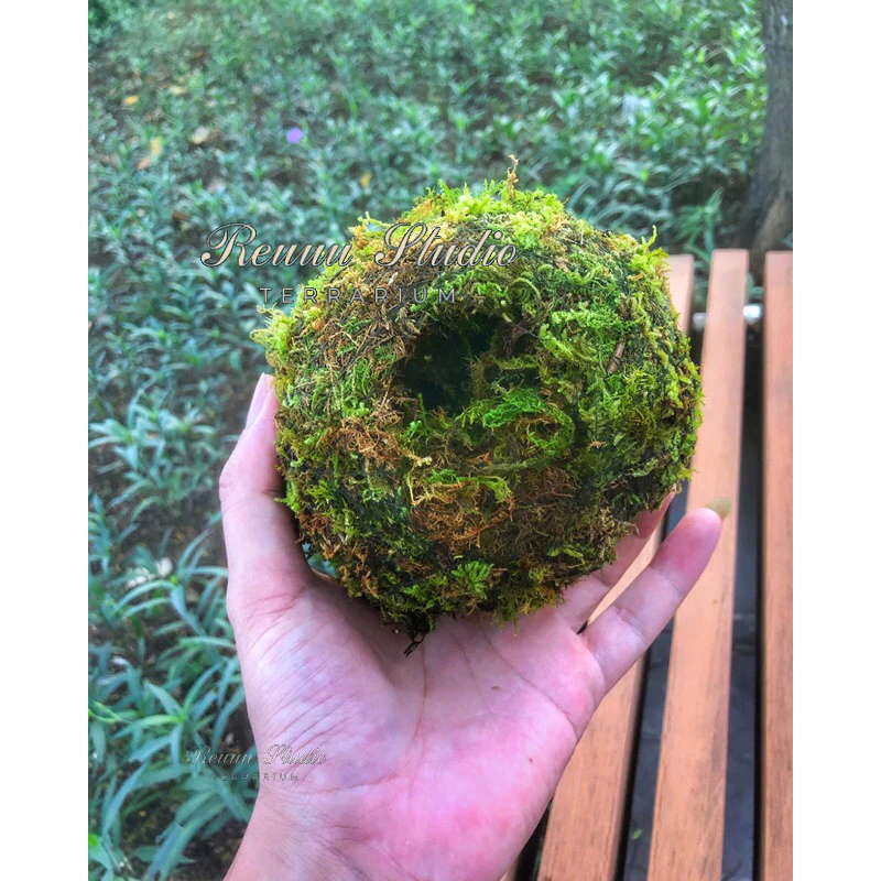 Quả cầu rêu Kokedama ,moss ball phong cách chơi Bonsai Nhật Bản, decor không gian thiên nhiên nhà bạn.