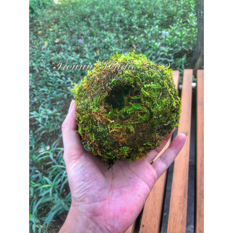 Quả cầu rêu Kokedama ,moss ball phong cách chơi Bonsai Nhật Bản, decor không gian thiên nhiên nhà bạn.
