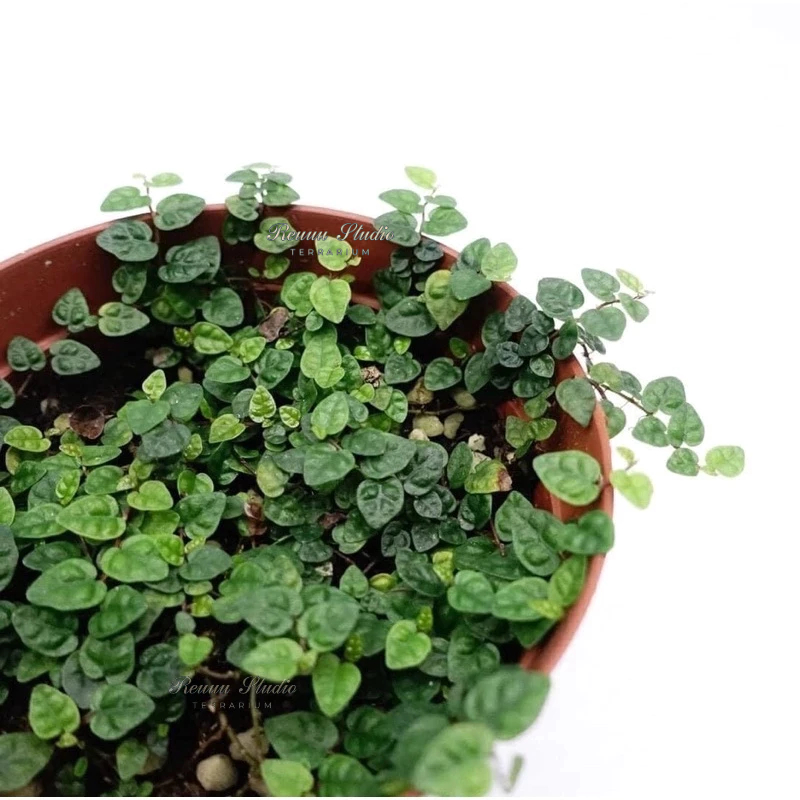 Cây vẩy ốc lá phong vẩy ốc minima, cây dây leo trang trí bể terrarium,bán cạn.