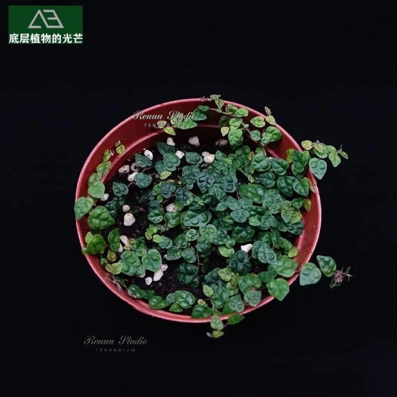 Cây vẩy ốc lá phong vẩy ốc minima, cây dây leo trang trí bể terrarium,bán cạn.